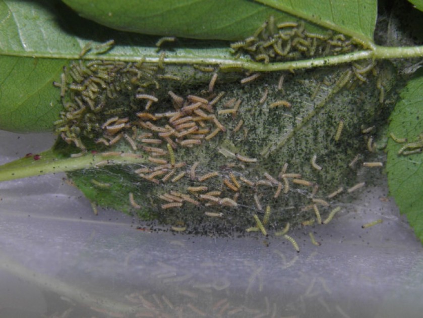 Azərbaycanın bu ərazilərində Amerika ağ kəpənəyinə rast gəlinir - FOTOLAR