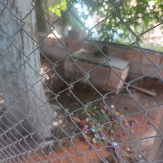 “Sərin” və “Göygöl” restoranlarında vəhşi heyvan və quşların saxlanılması aşkarlandı - FOTOLAR