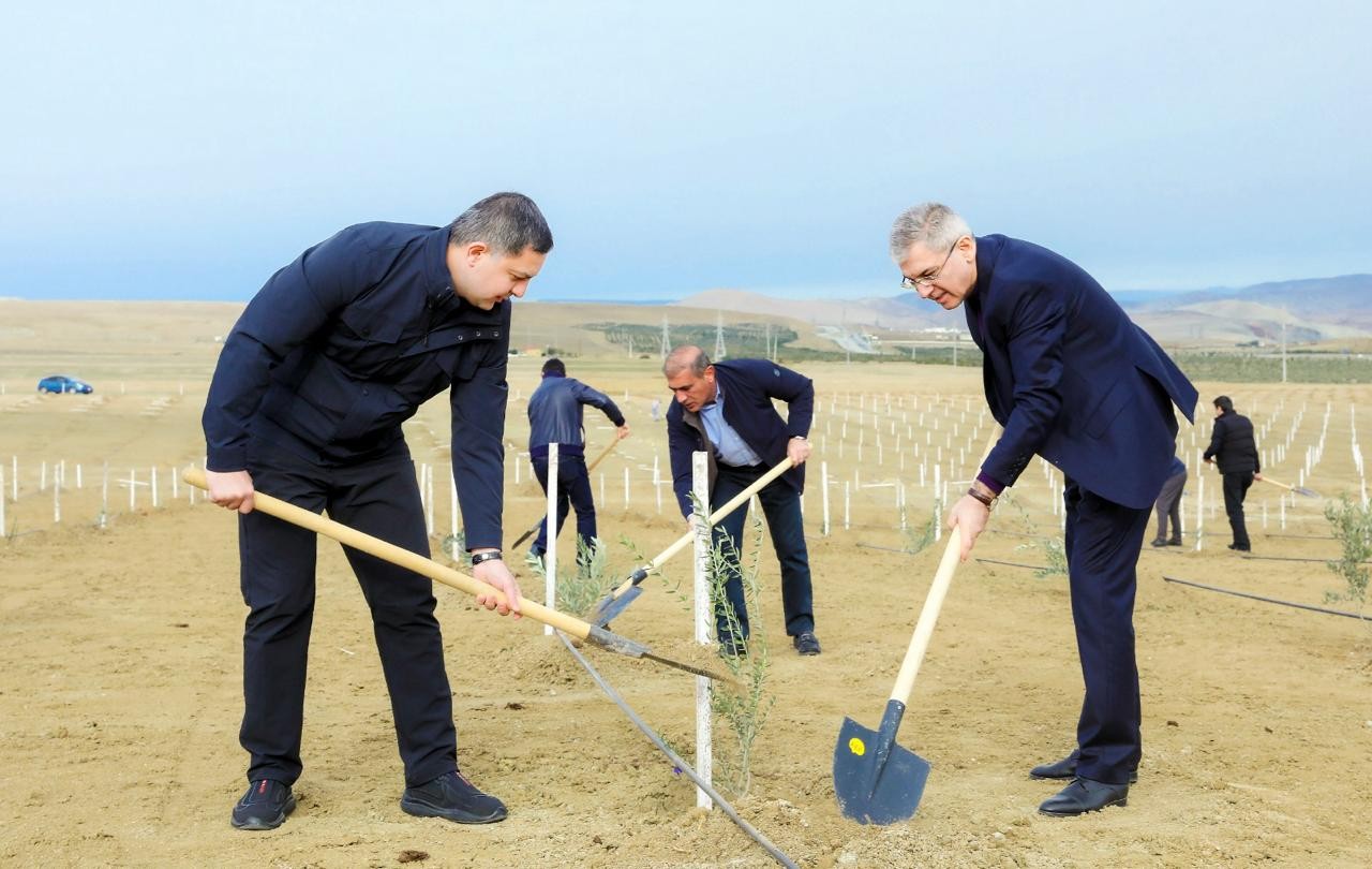 İnam Kərimov və Rəşad İsmayılov ağacəkmə aksiyasında - FOTOLAR