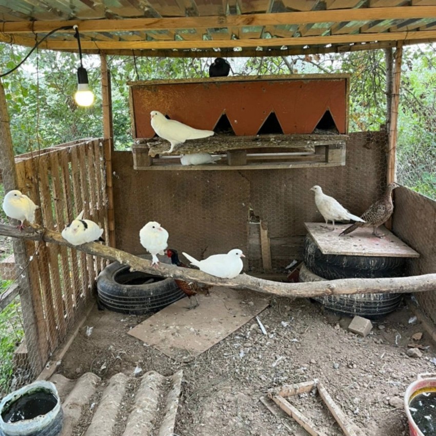 "İZ" restoranında 20 heyvan qanunsuz saxlanılırmış - FOTO