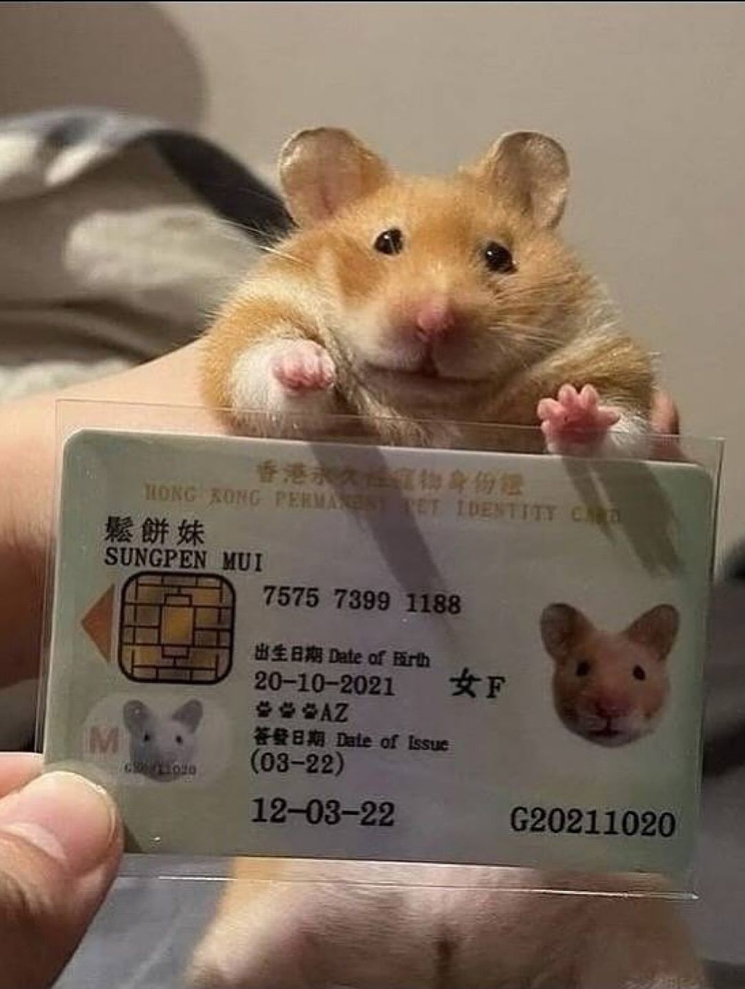 Bu ölkədə heyvanlara şəxsiyyət vəsiqələri verilir - FOTOLAR