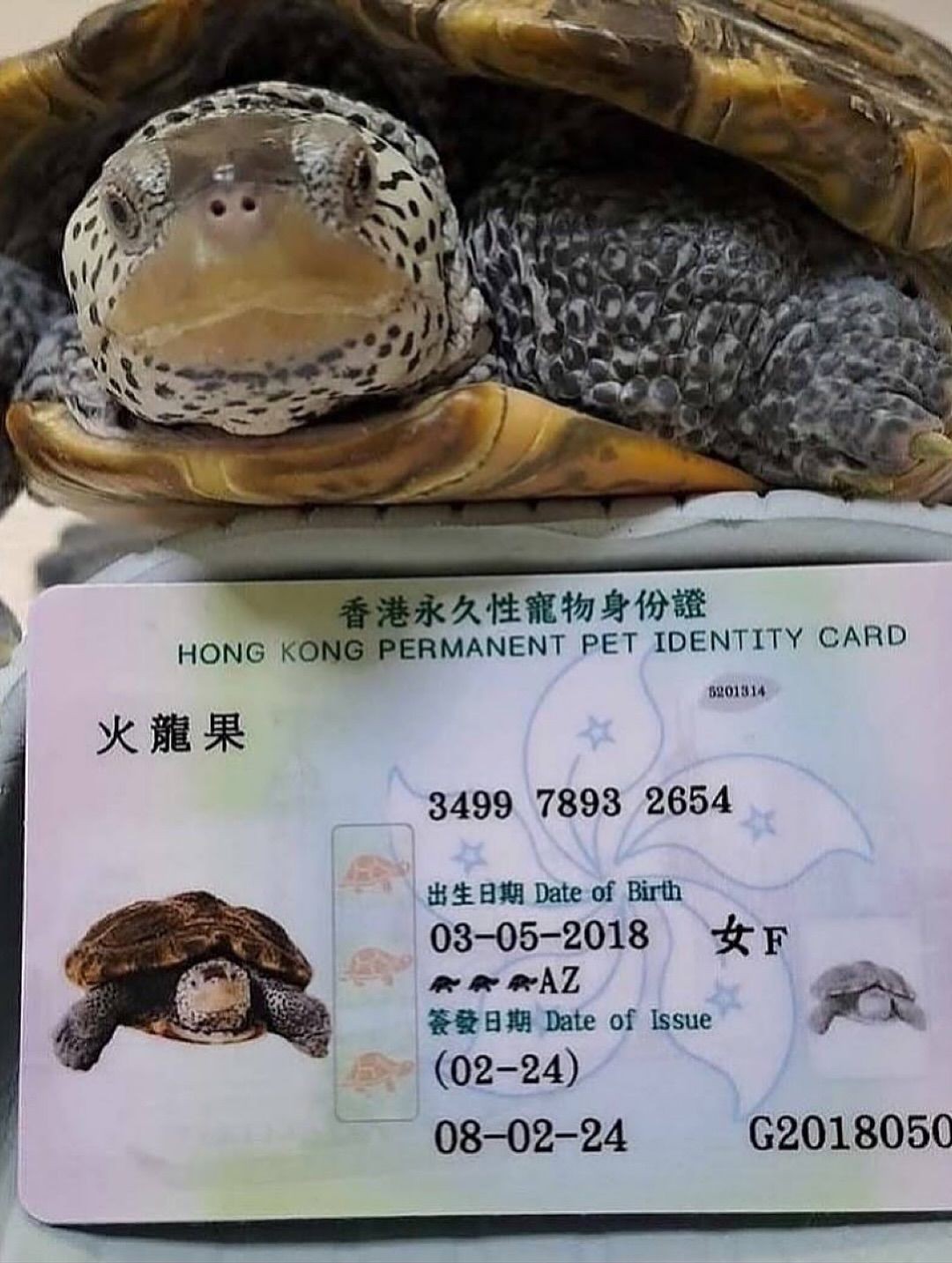 Bu ölkədə heyvanlara şəxsiyyət vəsiqələri verilir - FOTOLAR