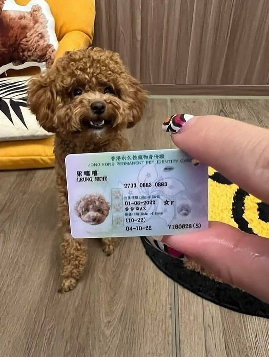 Bu ölkədə heyvanlara şəxsiyyət vəsiqələri verilir - FOTOLAR