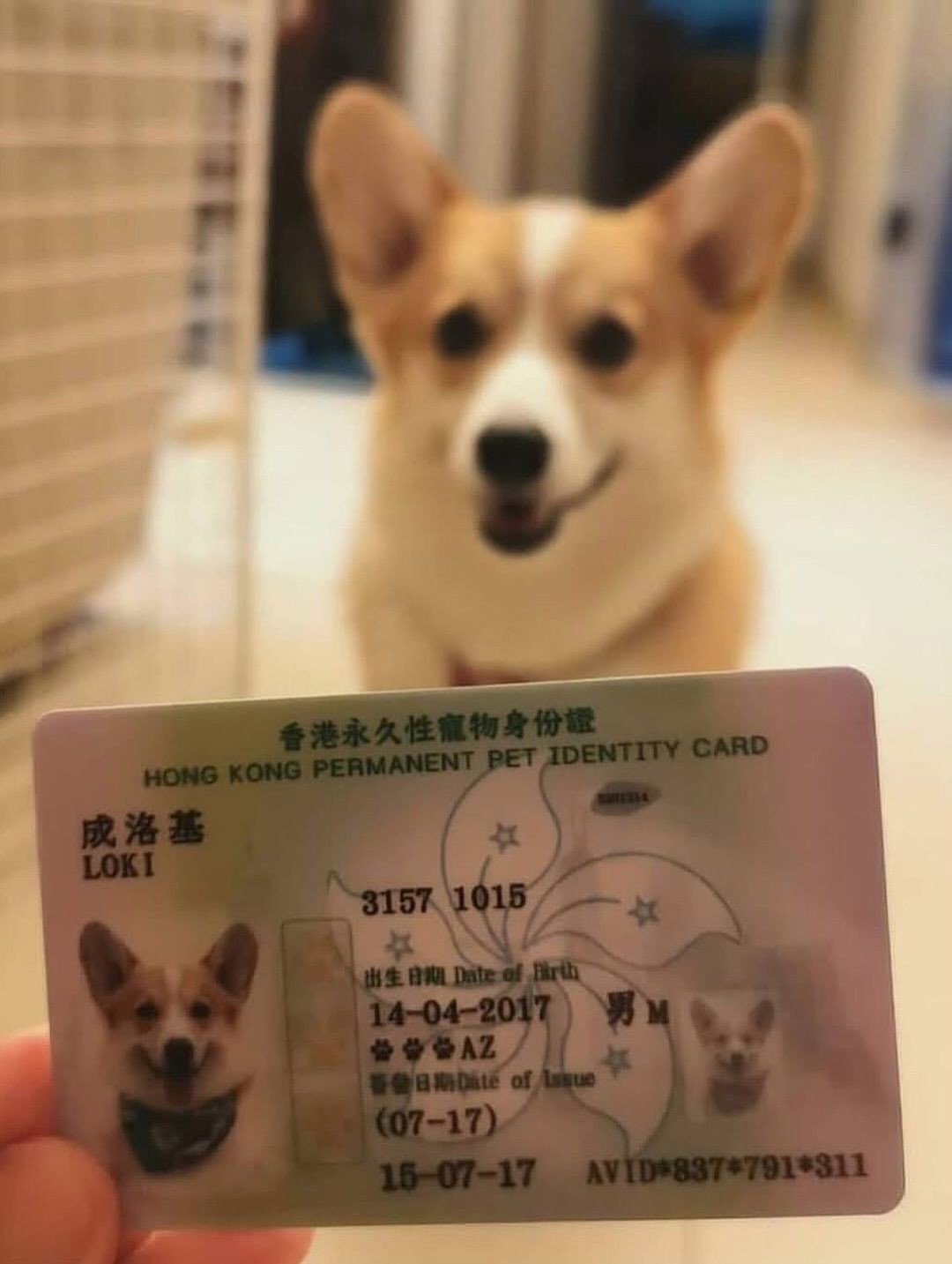 Bu ölkədə heyvanlara şəxsiyyət vəsiqələri verilir - FOTOLAR