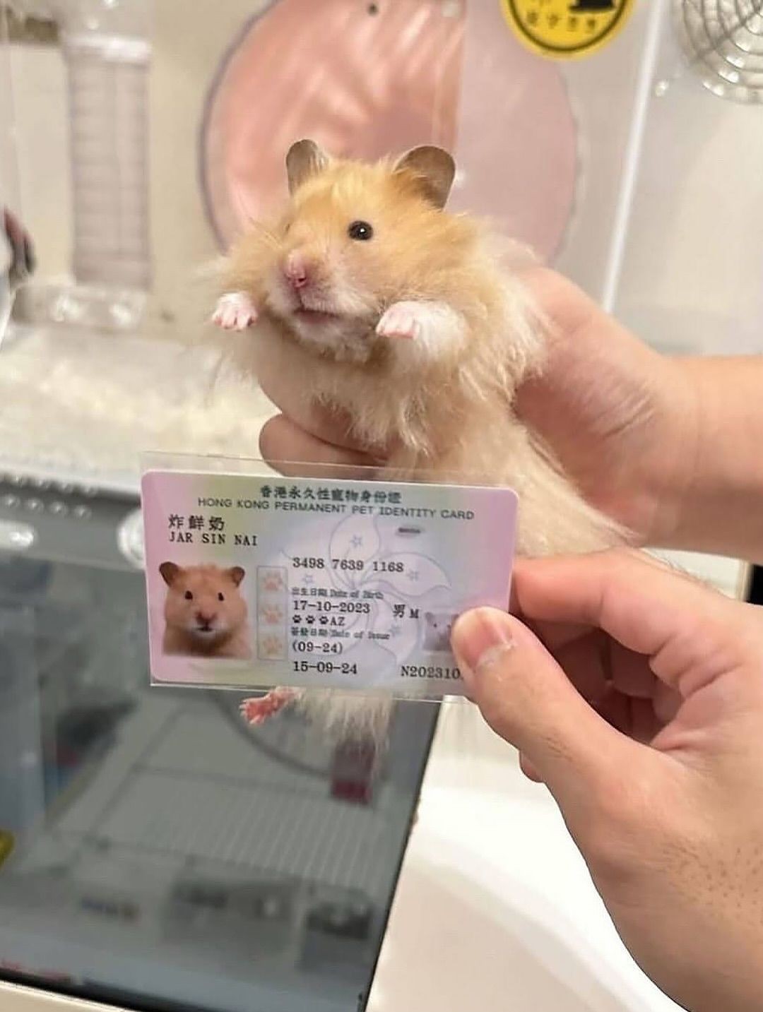 Bu ölkədə heyvanlara şəxsiyyət vəsiqələri verilir - FOTOLAR