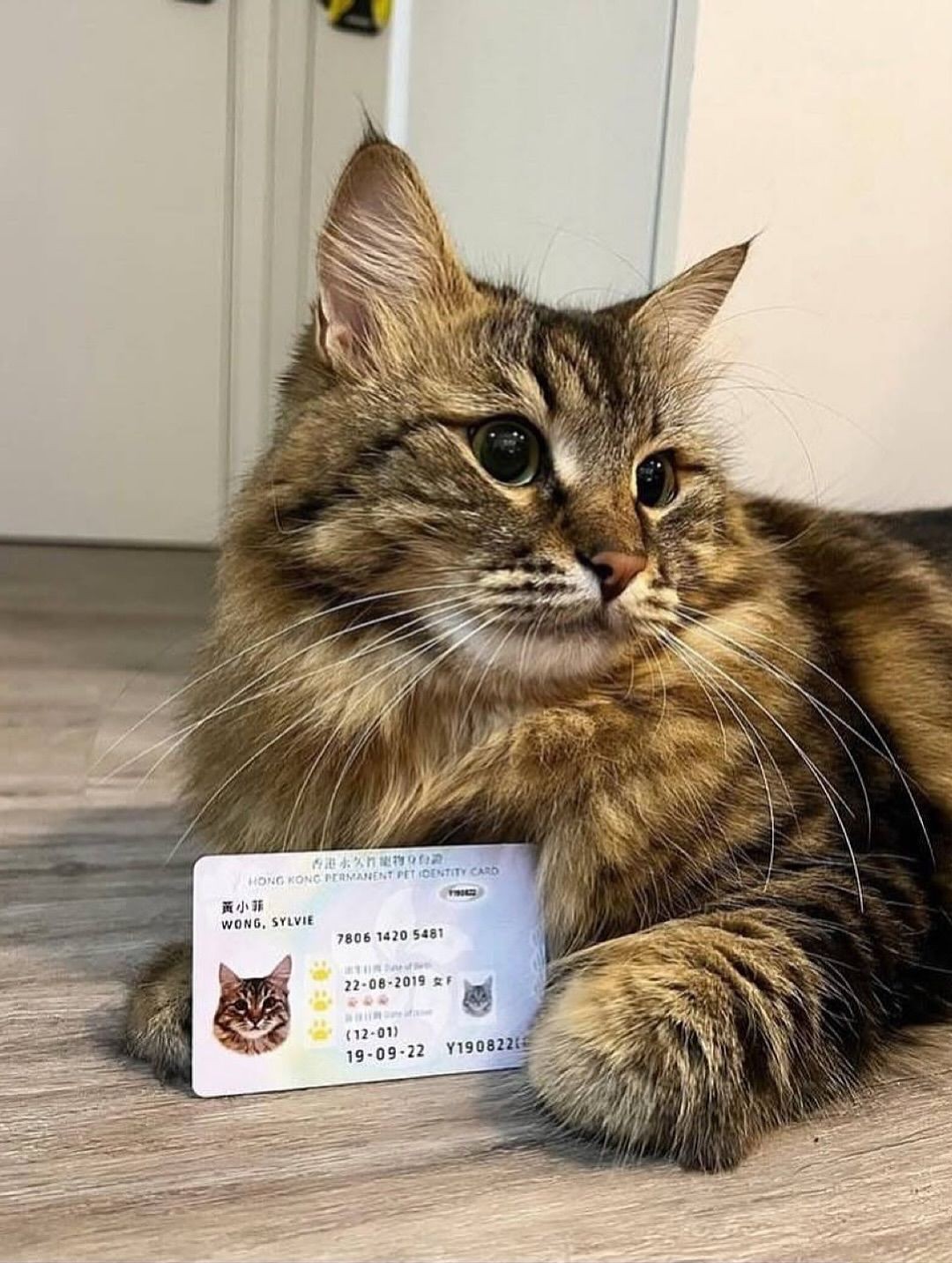 Bu ölkədə heyvanlara şəxsiyyət vəsiqələri verilir - FOTOLAR