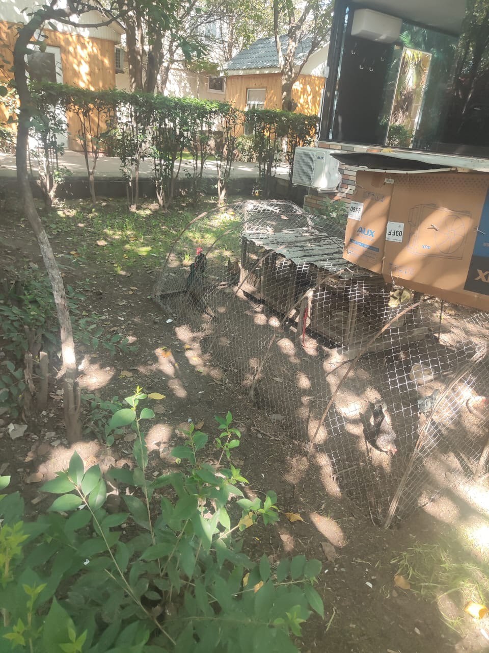 Bu restoranlarda çöl quşları baytar nəzarəti olmadan saxlanılırmış - FOTOLAR