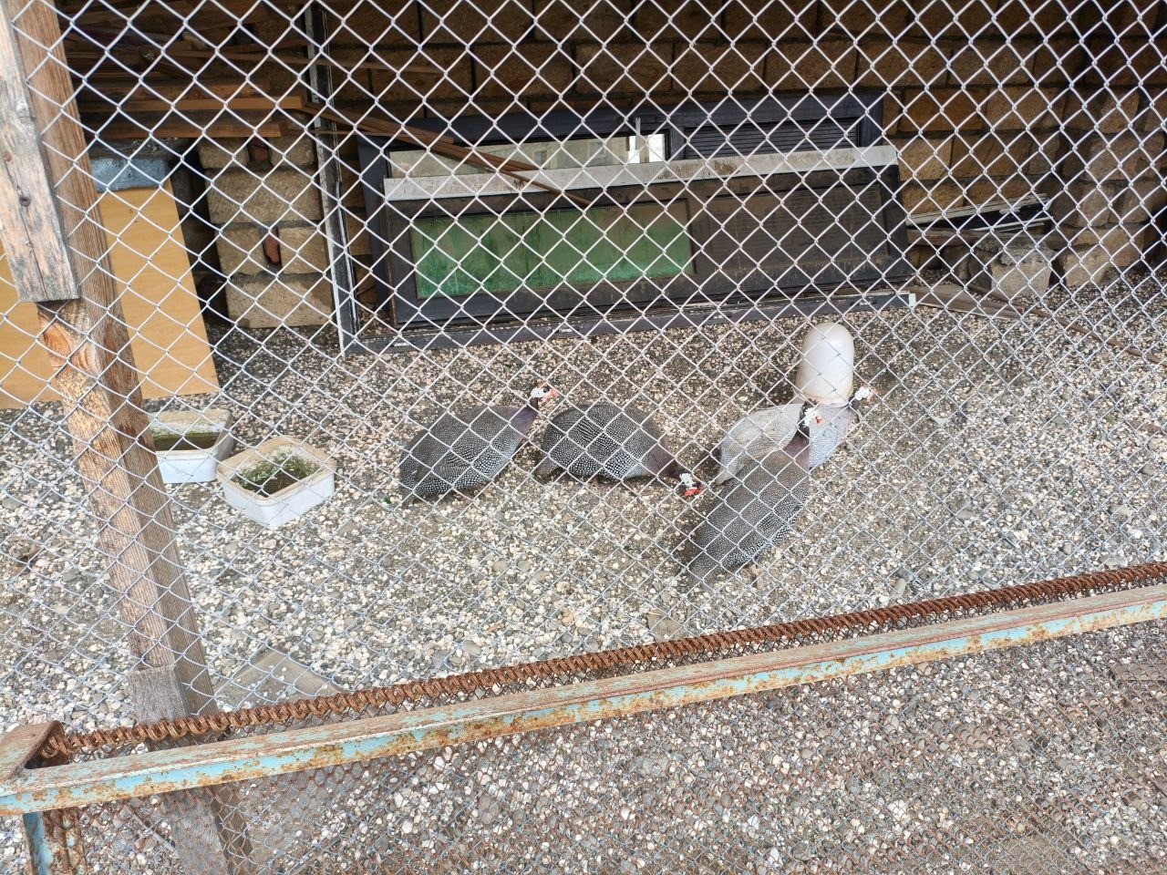 Bu restoranlarda çöl quşları baytar nəzarəti olmadan saxlanılırmış - FOTOLAR