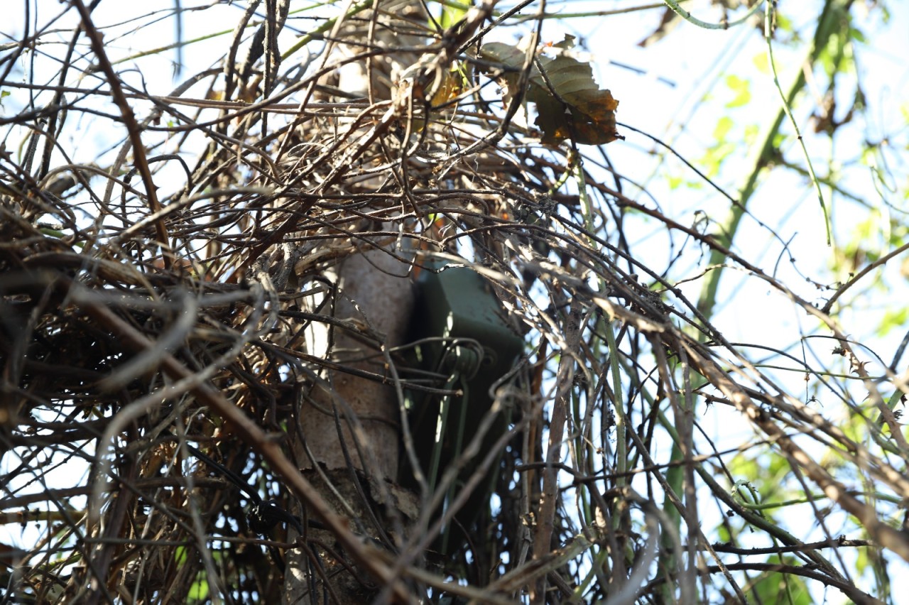 Xocavənddə MON-50 tələ minası aşkarlandı - FOTOLAR
