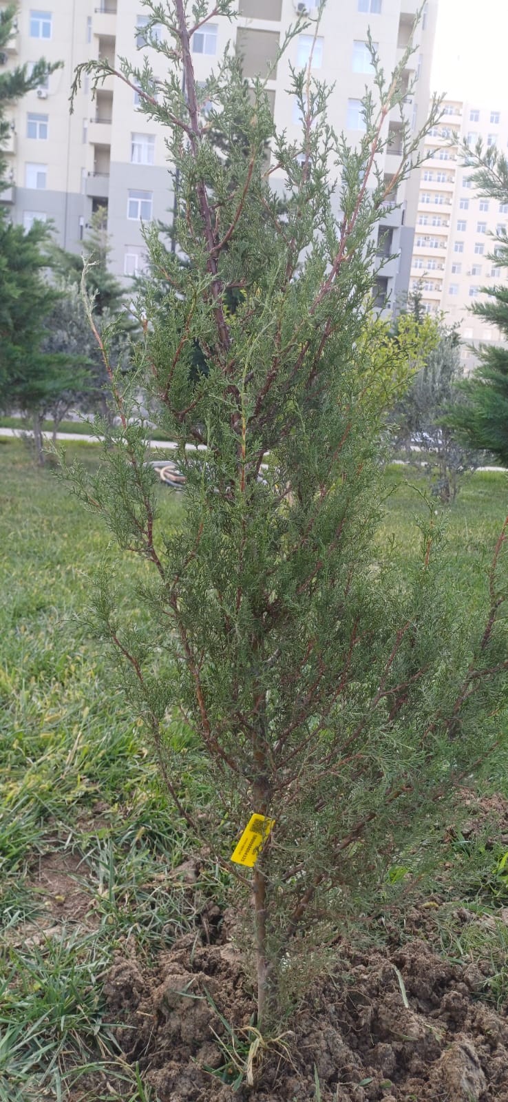 Sumqayıt bulvarında kəsilmiş ağacların yerində yeniləri əkildi - FOTOLAR