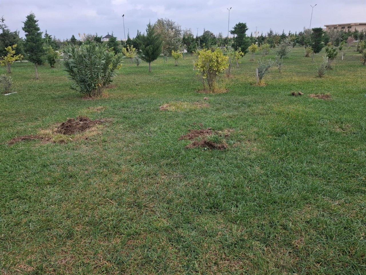Sumqayıt bulvarında kəsilmiş ağacların yerində yeniləri əkildi - FOTOLAR