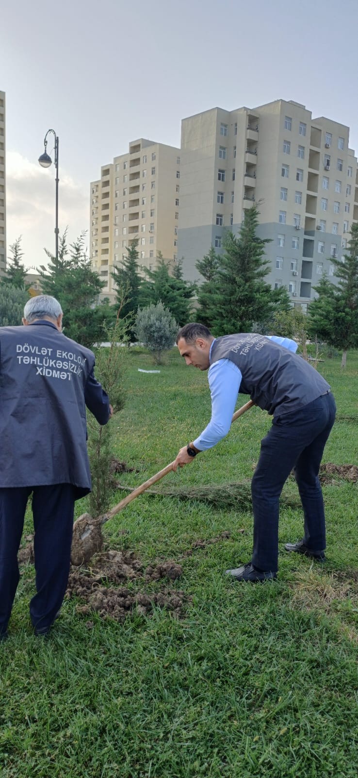 Sumqayıt bulvarında kəsilmiş ağacların yerində yeniləri əkildi - FOTOLAR