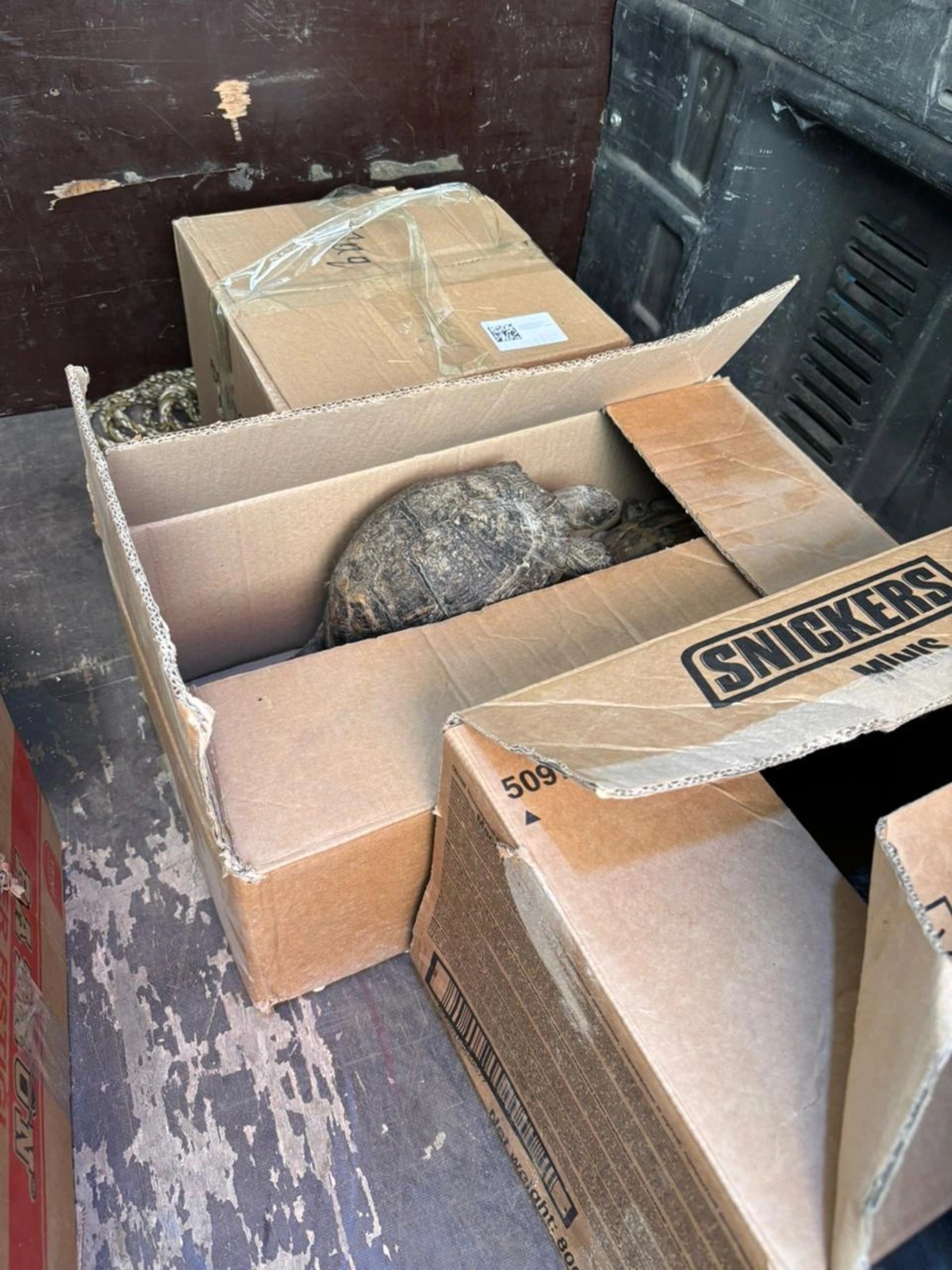 "Kolorit"də saxlanılan heyvanlar aidiyyəti üzrə təhvil verildi - FOTOLAR