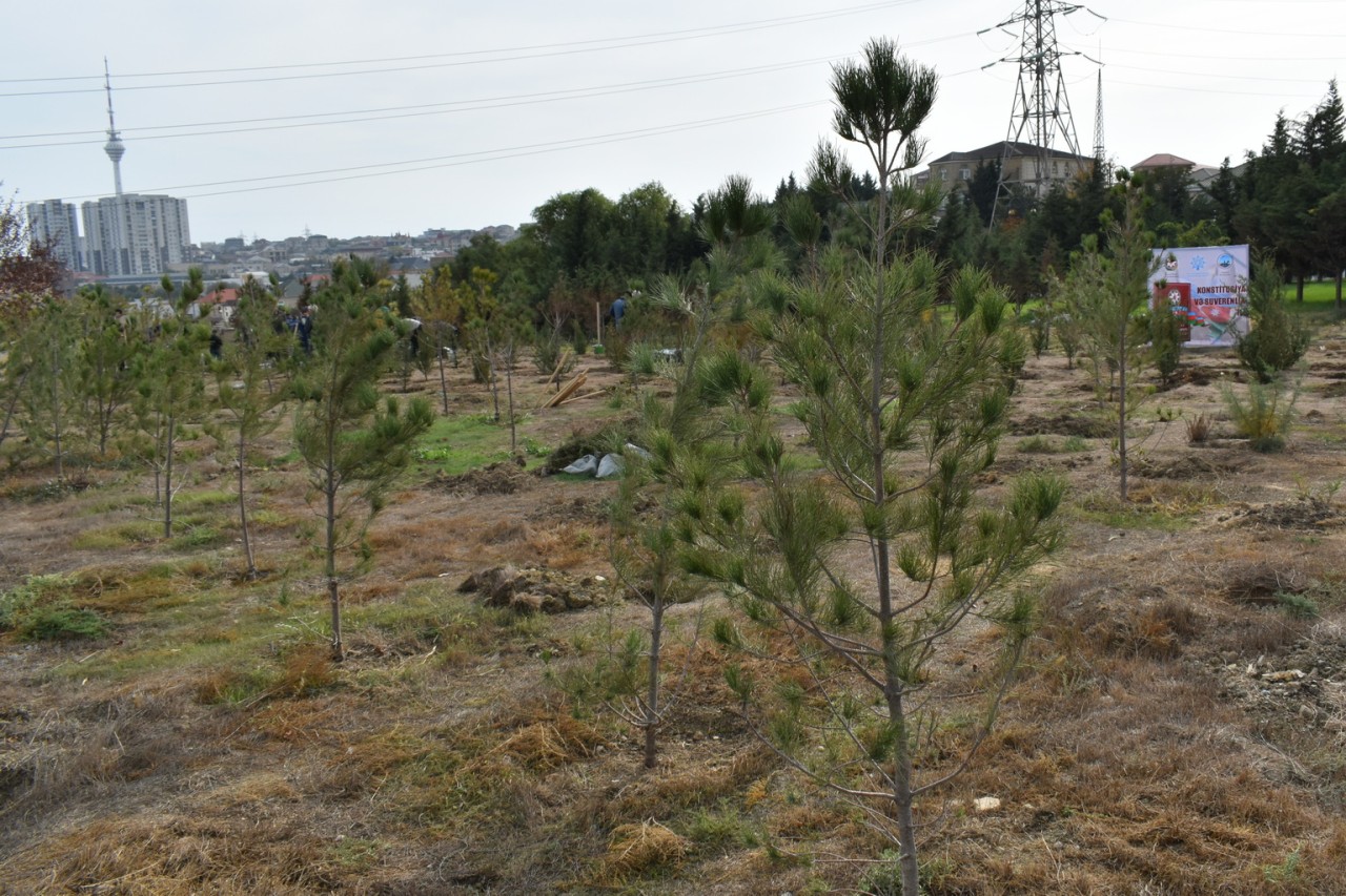 Yasamalda genişmiqyaslı ağacəkmə aksiyası keçirilib - FOTOLAR