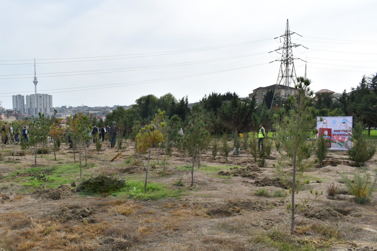 Yasamalda genişmiqyaslı ağacəkmə aksiyası keçirilib - FOTOLAR