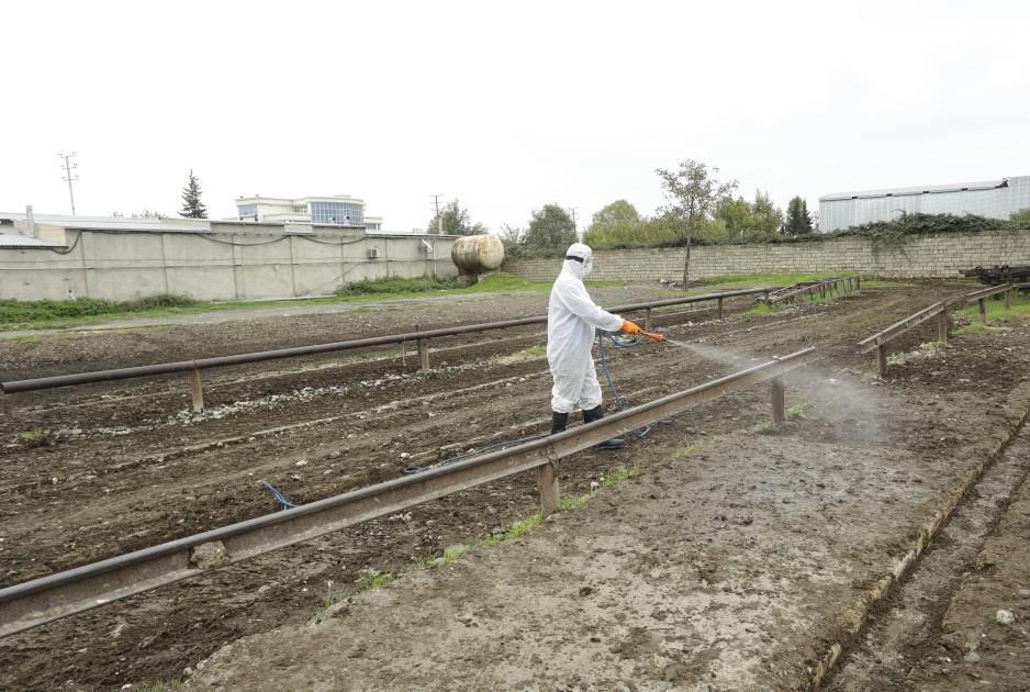 Heyvan satışı bazarlarında dezinfeksiya tədbirləri aparılır - FOTOLAR