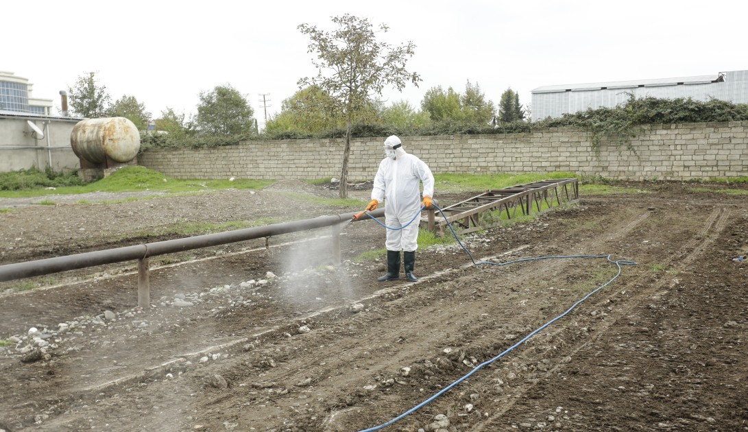 Heyvan satışı bazarlarında dezinfeksiya tədbirləri aparılır - FOTOLAR
