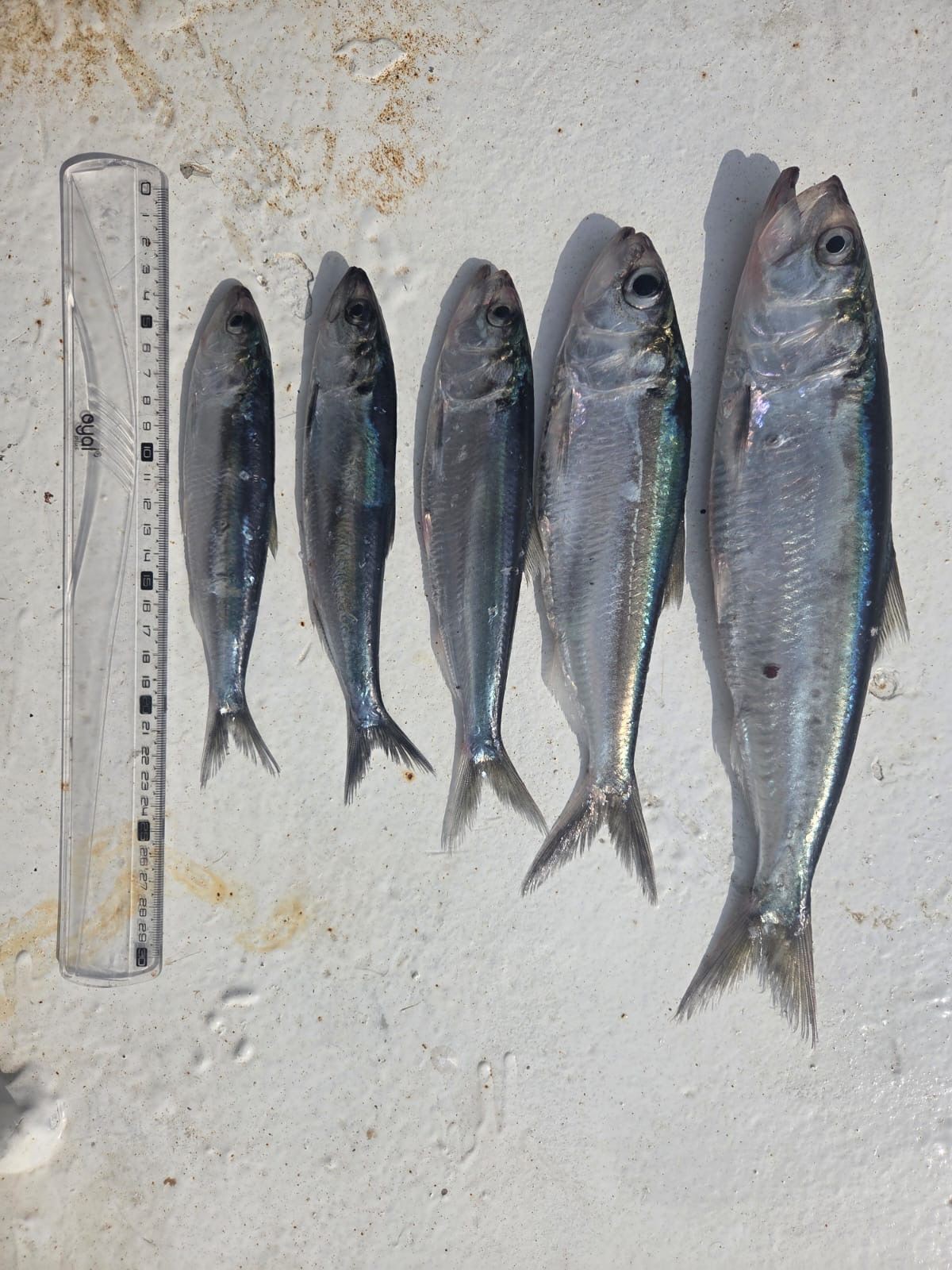 Xəzər dənizində balıq ehtiyatlarının qiymətləndirilməsi üzrə ekspedisiya yekunlaşıb - FOTOLAR