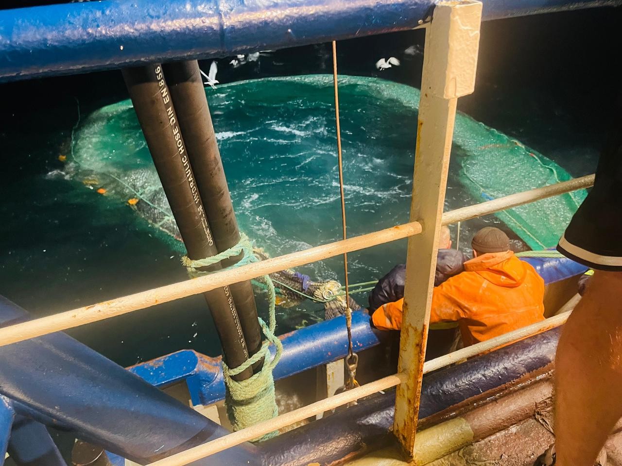 Xəzər dənizində balıq ehtiyatlarının qiymətləndirilməsi üzrə ekspedisiya yekunlaşıb - FOTOLAR