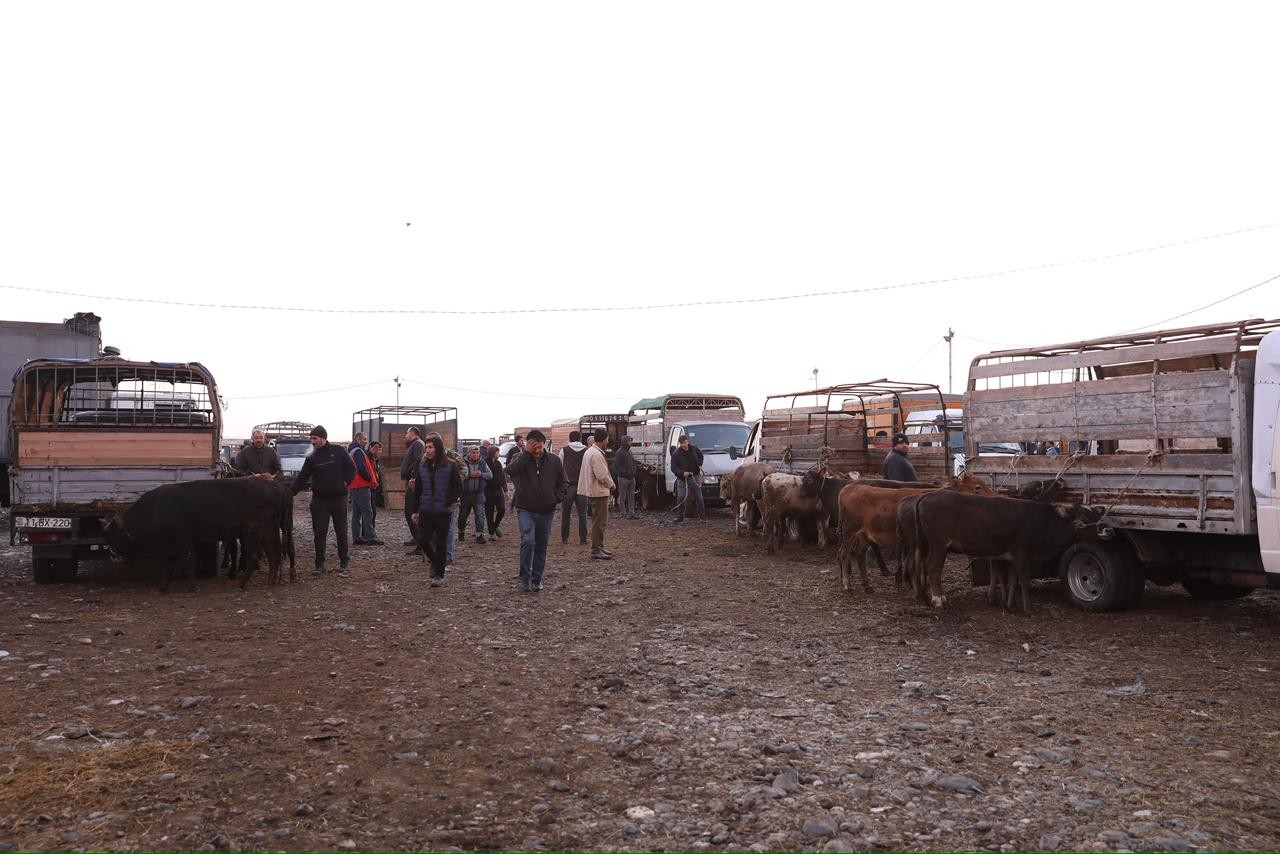 Beyləqanda heyvan bazarında monitorinq aparılıb - Nöqsanlar aşkarlandı (FOTOLAR)
