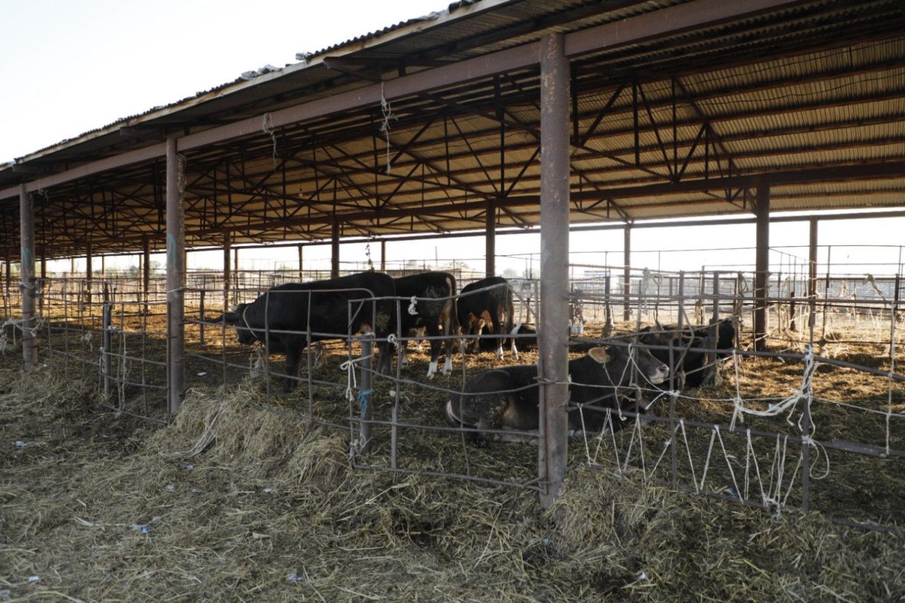 Daha bir heyvan bazarında monitorinq keçirilib - FOTOLAR (YENİLƏNİB)