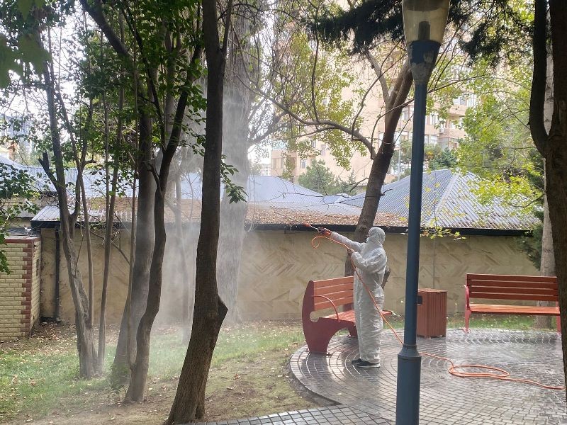 Bakıda Ağ Amerika kəpənəklərinə qarşı profilaktika işləri davam edir - FOTOLAR