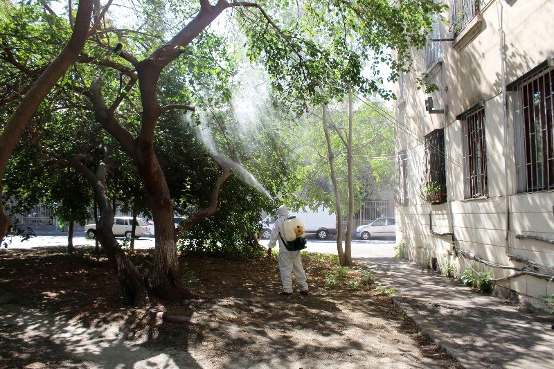 Bakıda Ağ Amerika kəpənəklərinə qarşı profilaktika işləri davam edir - FOTOLAR