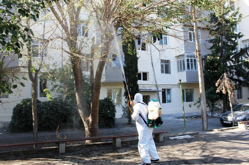 Bakıda Ağ Amerika kəpənəklərinə qarşı profilaktika işləri davam edir - FOTOLAR