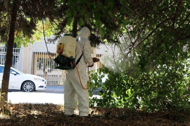 Bakıda Ağ Amerika kəpənəklərinə qarşı profilaktika işləri davam edir - FOTOLAR