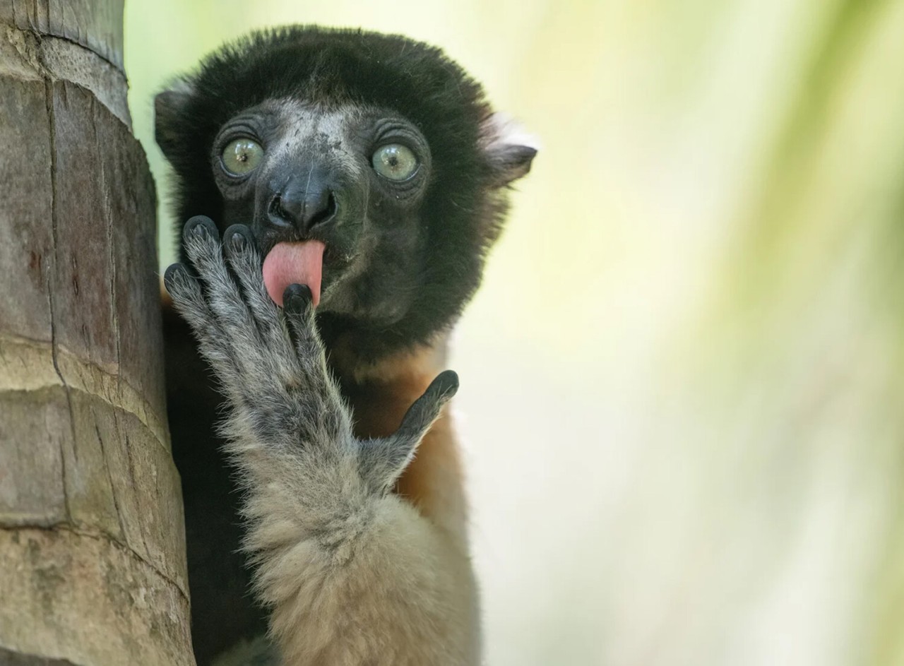 Heyvanları bir də belə görün - FOTOLAR