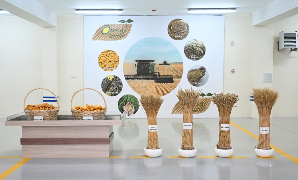 Dövlət başçısı Sabirabadda toxum istehsalı müəssisəsinin fəaliyyəti ilə tanış oldu - FOTOLAR