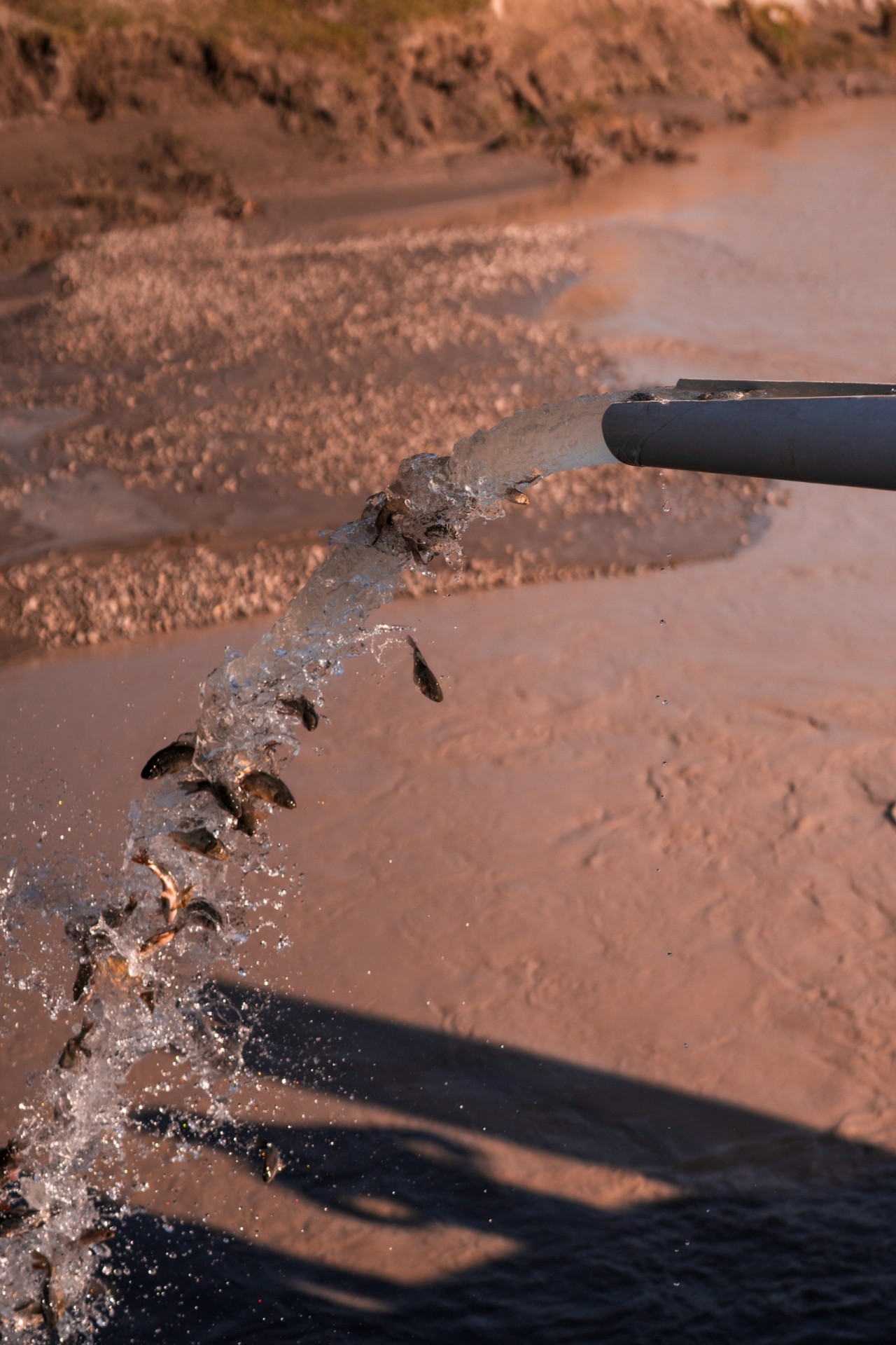 Leyla və Arzu Əliyevalar Axar-Baxar Milli Parkının açılışında - FOTOLAR