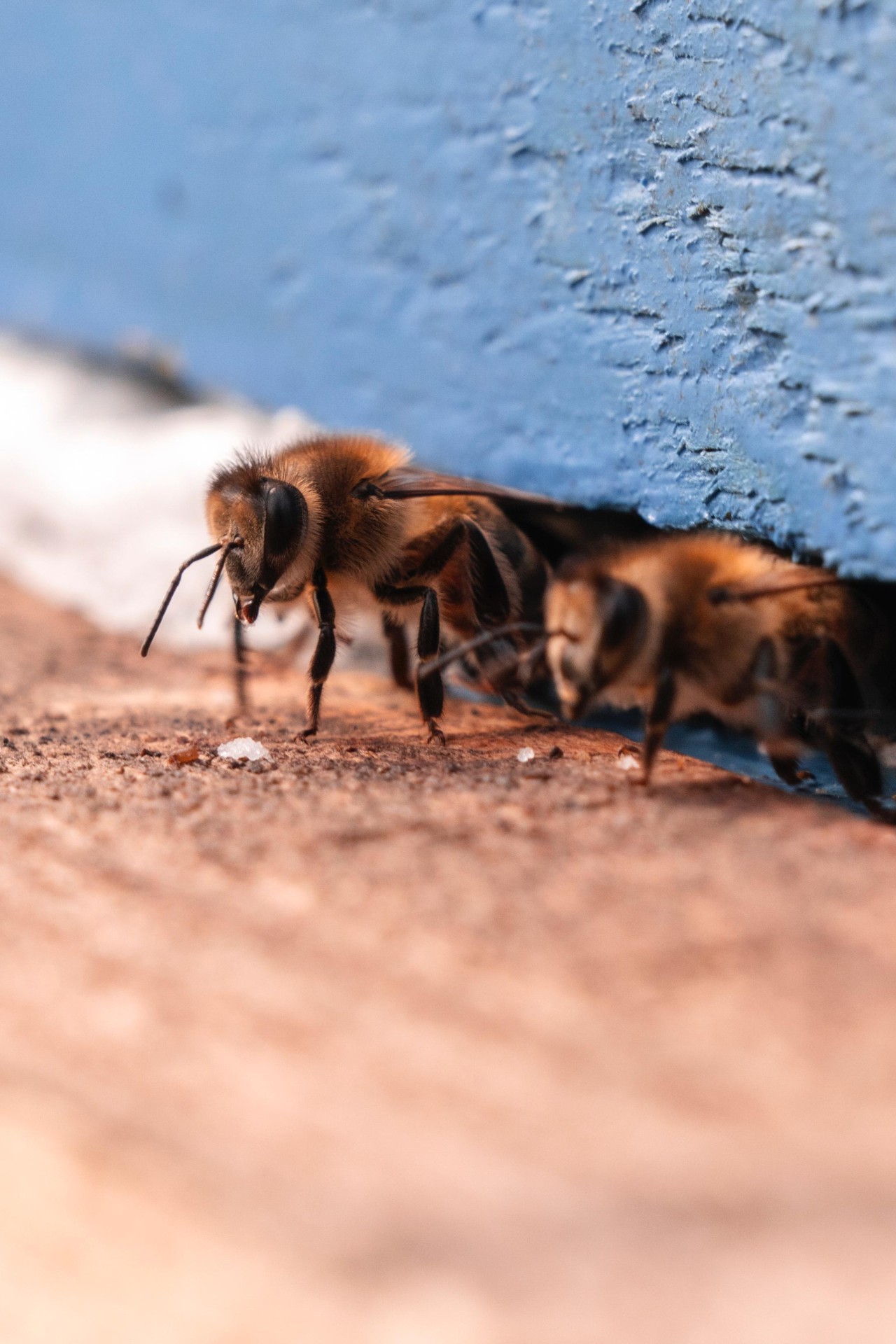 Leyla Əliyeva “Gənc arıçı” layihəsinin iştirakçısı ilə görüşdü - FOTOLAR
