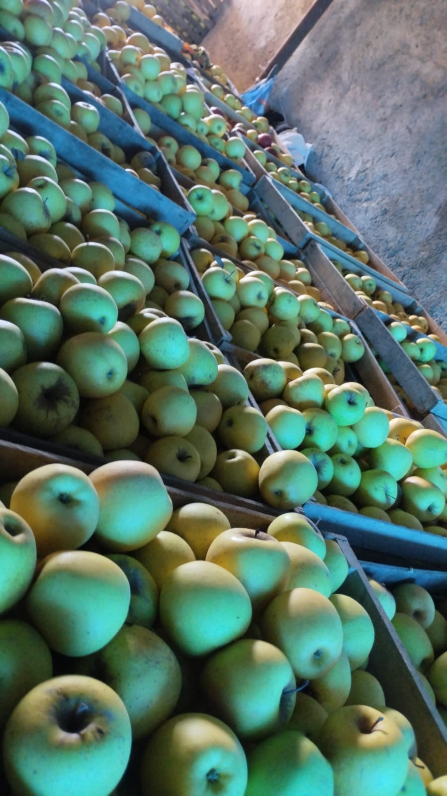 Ölkəmizdən Türkiyəyə alma ixracına icazə verilmədi - SƏBƏB