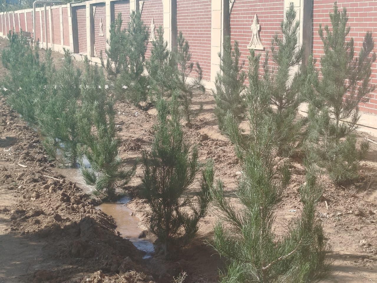 Goranboyda Zəfər Günü ilə bağlı ağacəkmə aksiyası keçirildi - FOTOLAR