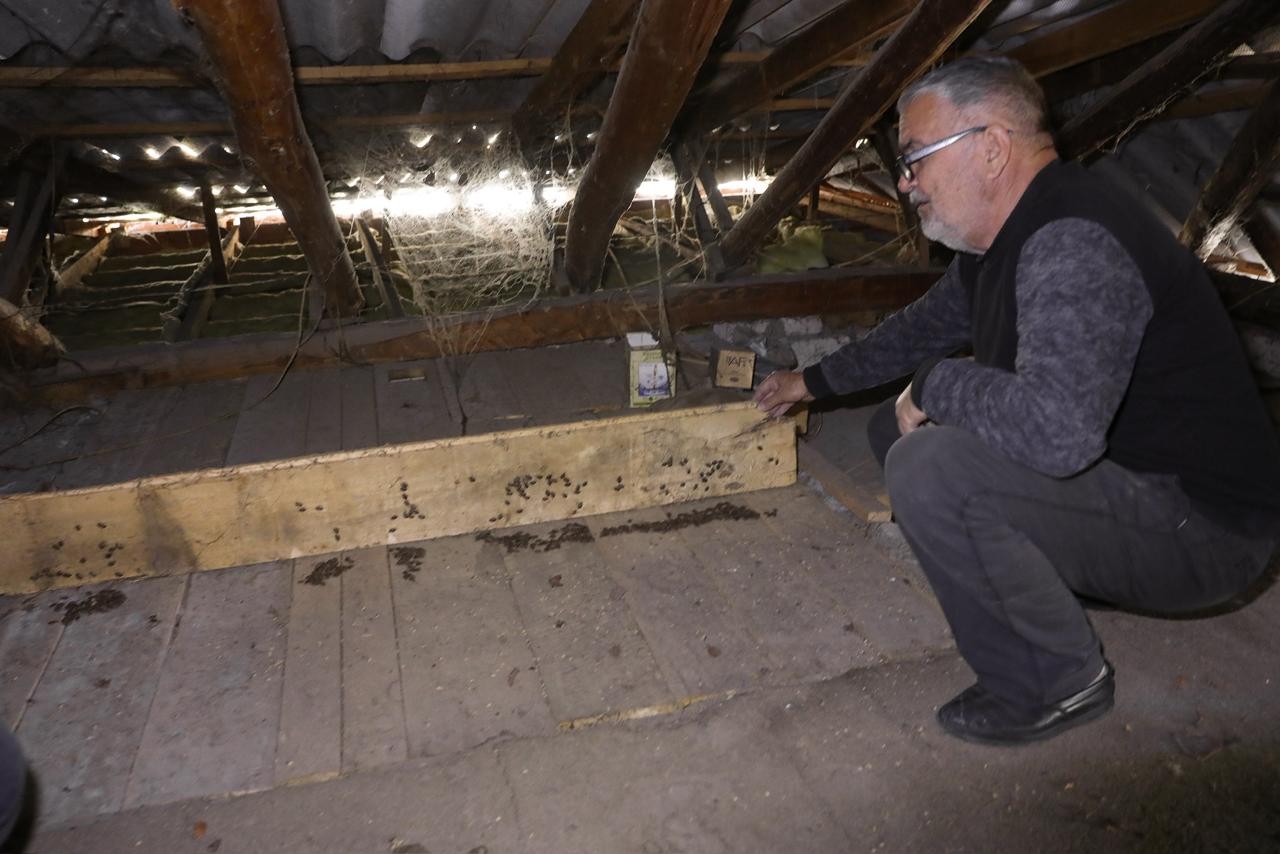 Rayonlarda qəhvəyi mərmər bağacığı ilə mübarizə davam edir - FOTOLAR