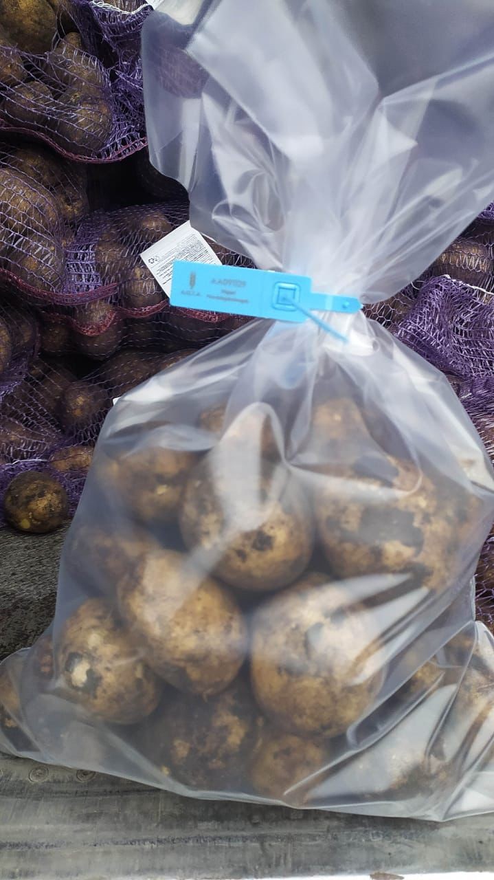 Gürcüstandan idxal olunan kartofda uyğunsuzluq aşkarlandı - FOTO
