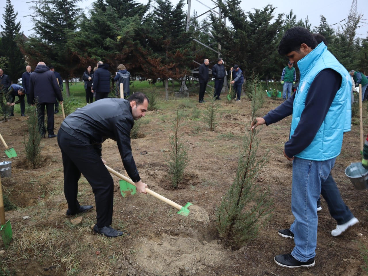 YAP Yasamal rayon təşkilatı ağacəkmə aksiyası keçirdi - FOTOLAR