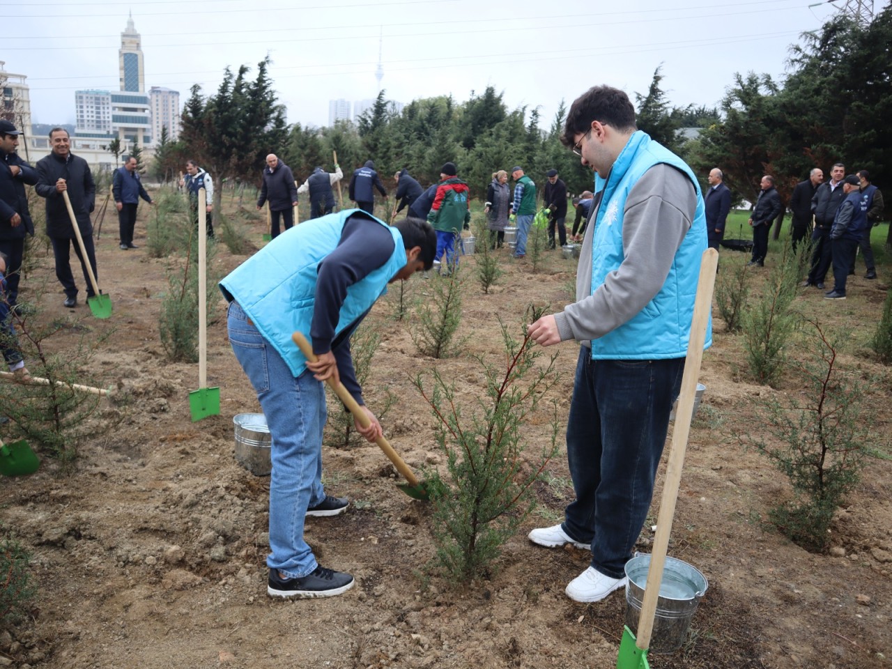 YAP Yasamal rayon təşkilatı ağacəkmə aksiyası keçirdi - FOTOLAR