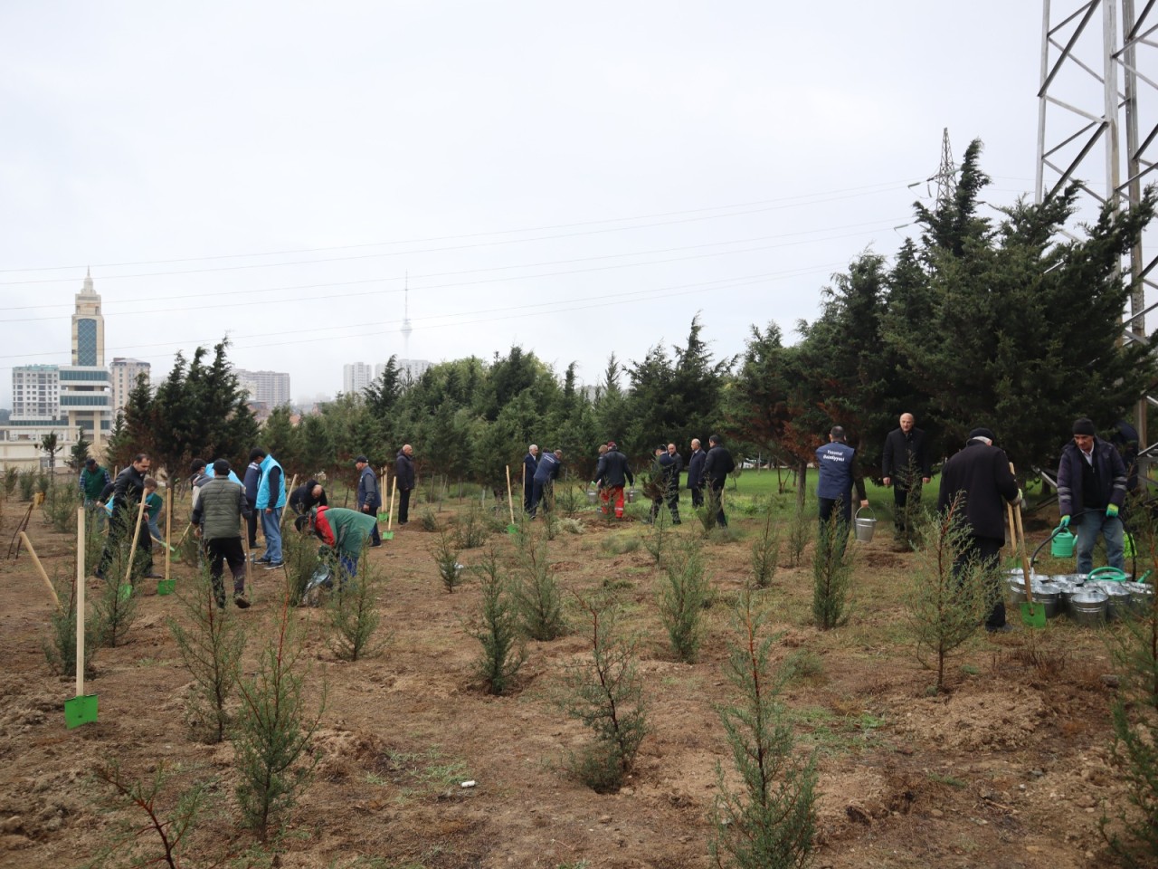 YAP Yasamal rayon təşkilatı ağacəkmə aksiyası keçirdi - FOTOLAR