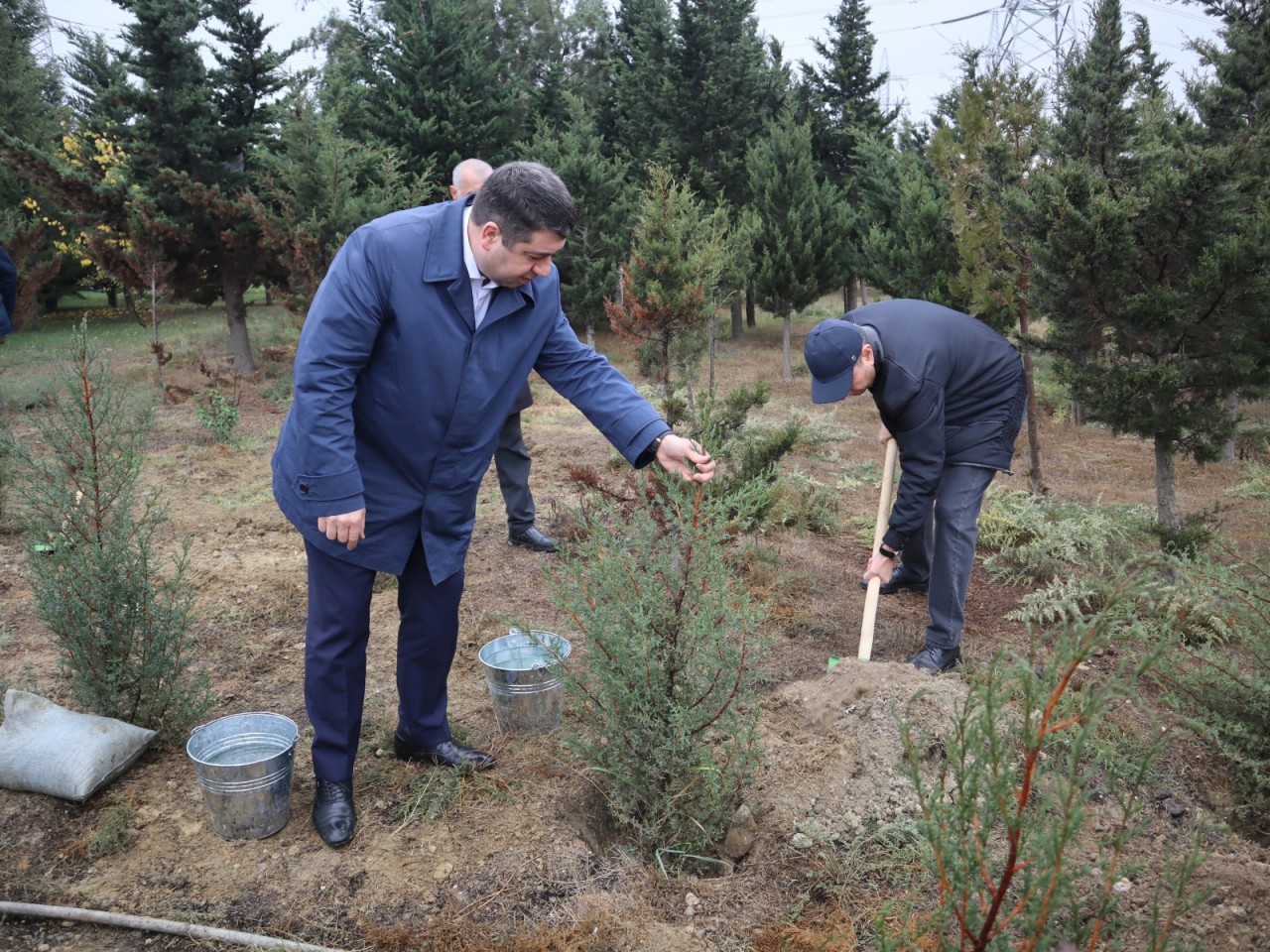YAP Yasamal rayon təşkilatı ağacəkmə aksiyası keçirdi - FOTOLAR