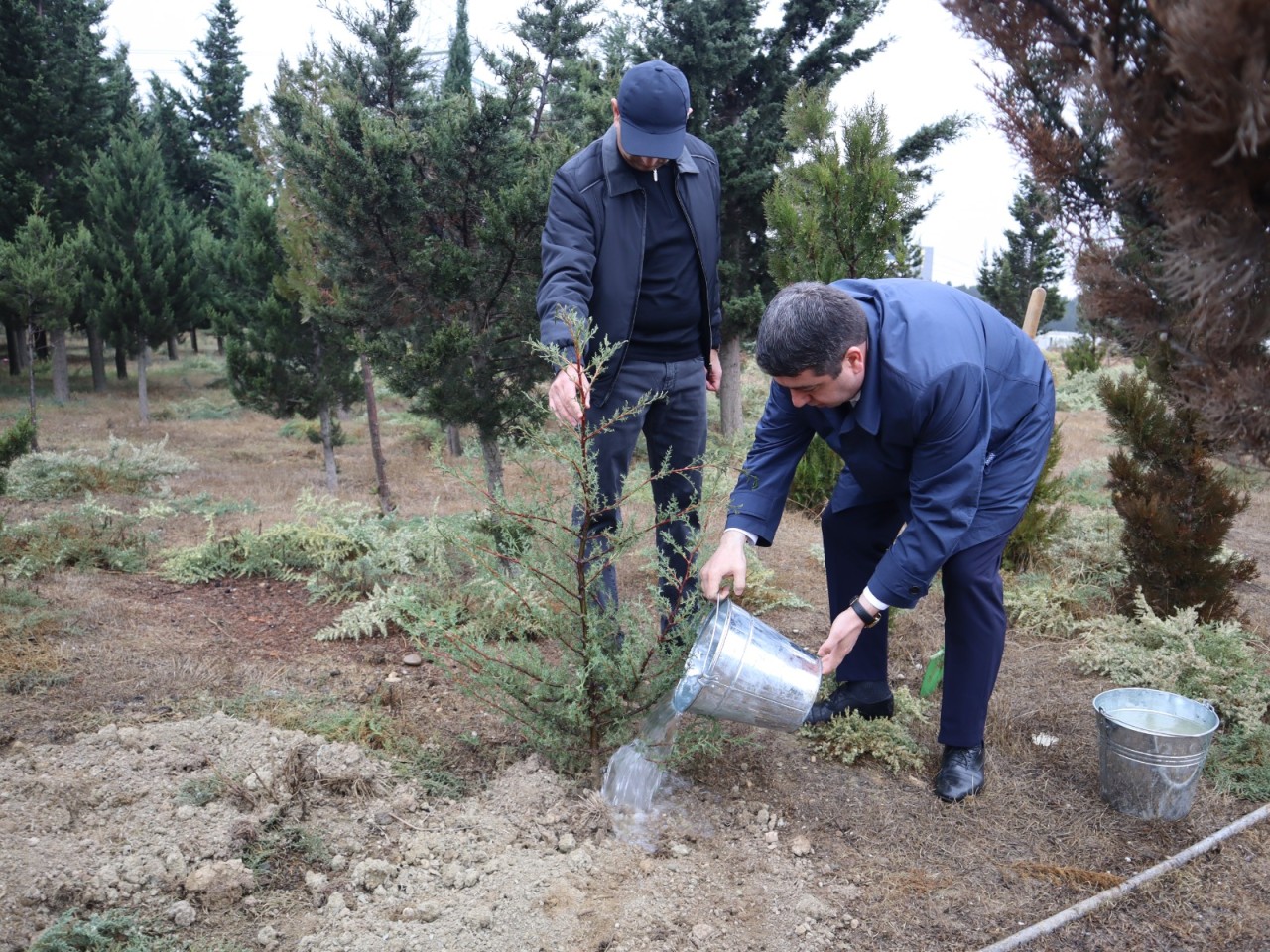 YAP Yasamal rayon təşkilatı ağacəkmə aksiyası keçirdi - FOTOLAR