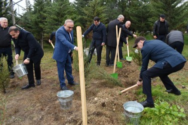 Yasamalda növbəti irimiqyaslı ağacəkmə aksiyası keçirilib - FOTOLAR
