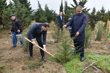 Yasamalda növbəti irimiqyaslı ağacəkmə aksiyası keçirilib - FOTOLAR