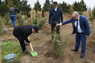 Yasamalda növbəti irimiqyaslı ağacəkmə aksiyası keçirilib - FOTOLAR