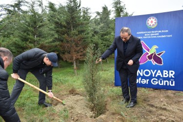 Yasamalda növbəti irimiqyaslı ağacəkmə aksiyası keçirilib - FOTOLAR
