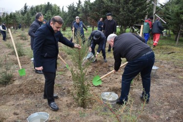 Yasamalda növbəti irimiqyaslı ağacəkmə aksiyası keçirilib - FOTOLAR