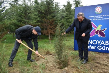 Yasamalda növbəti irimiqyaslı ağacəkmə aksiyası keçirilib - FOTOLAR