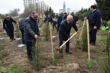 Yasamalda növbəti irimiqyaslı ağacəkmə aksiyası keçirilib - FOTOLAR