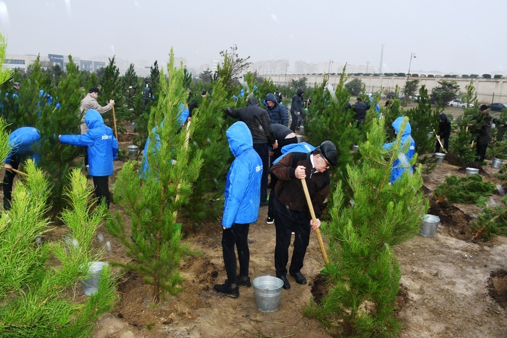 Paytaxtda Zəfərin  5-ci ildönümünə həsr edilən ağacəkmə aksiyası keçirilib - FOTOLAR